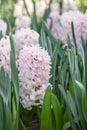 Common Hyacinth Hyacinthus China Pink, soft porcelain pink flower